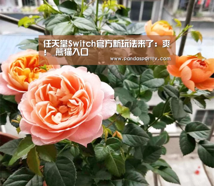 熊猫体育官网