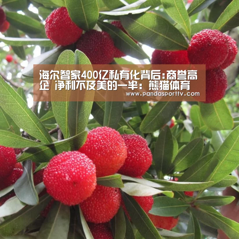 熊猫体育app